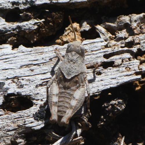 Réf. 233 180 : Oedipoda sp.